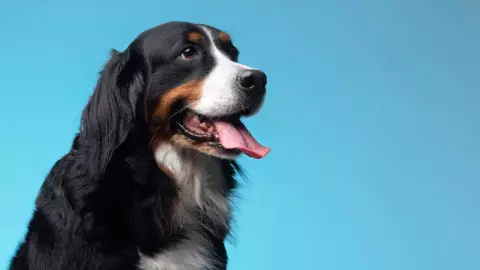 Mi perro tiene parasitos