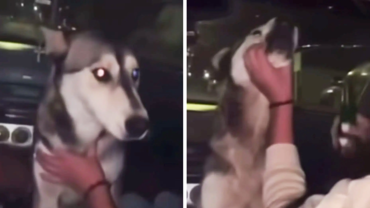 Maltrato perro Chihuahua.jpg