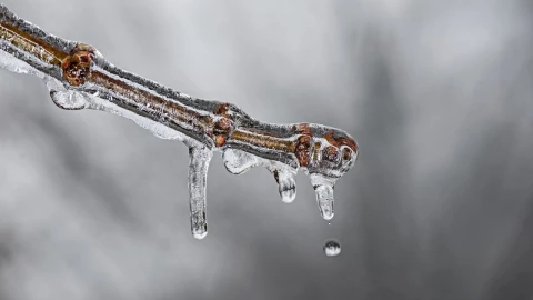 cabañuelas 2024 para qué sirven