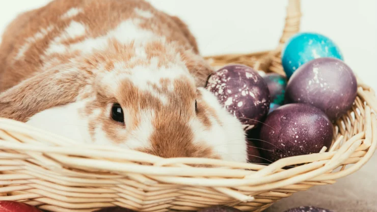 conejo de pascua