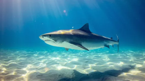 Un tiburón ataca a hombre en playa de Florida le muerde el pie.