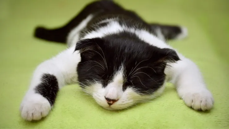 Tenso VIDEO | Tierno gatito es captado siendo ‘devorado’ por su dueño mientras dormía
