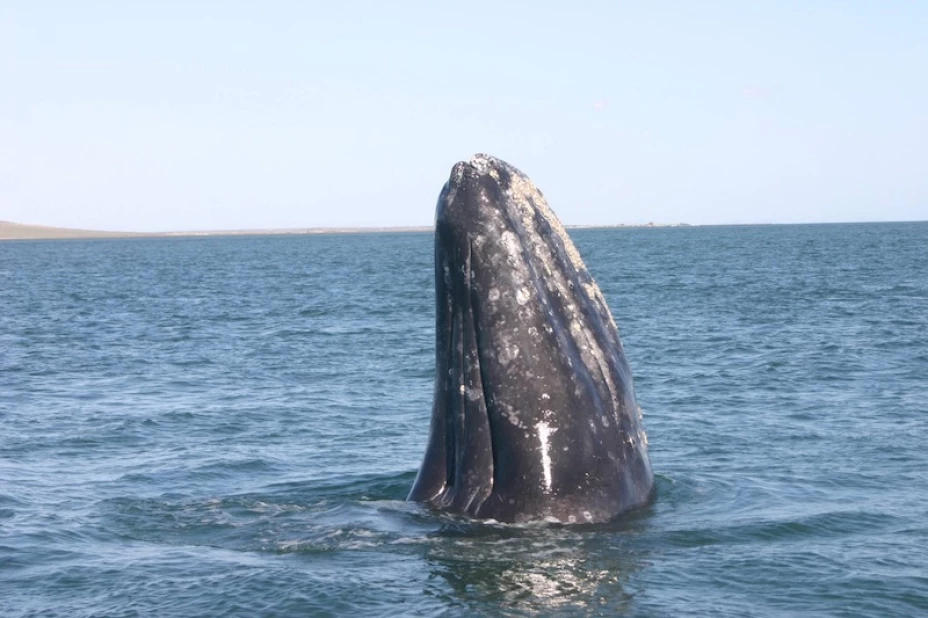 ballena gris