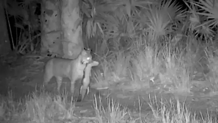 una vista del animal llevando al pequeño caimán