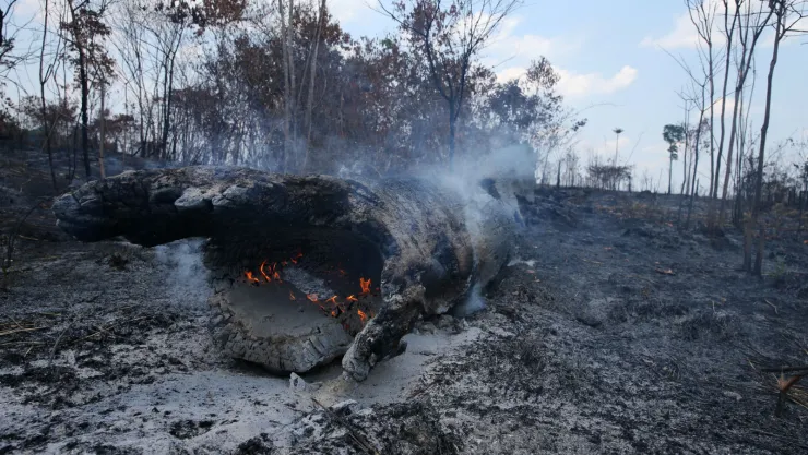 Un árbol arde en un área deforestada en el Bosque Nacional Jamanxim, en la Amazonía, cerca de Novo Progresso. 10 de septiembre de 2019. Imagen: Reuters