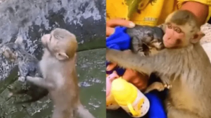Video ¡Increíble! Mono salva a gatito de morir ahogado