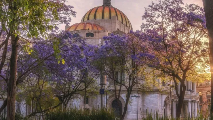 Jacarandas en enero