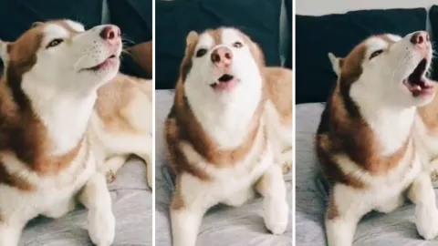 ringo perrito husky siberanio se viraliza en redes sociales por imitar alerta sísmica.jpg