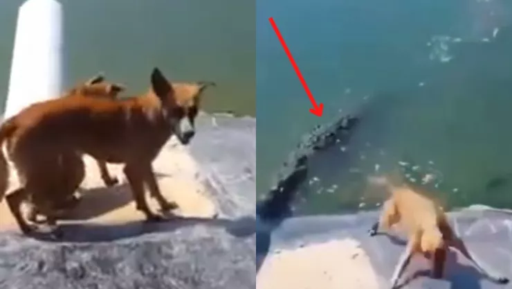 VIDEO Momento exacto cuando un cocodrilo se come a un perro