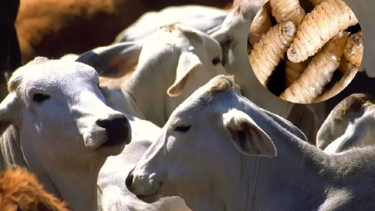 Cómo es el gusano barrenador de ganado