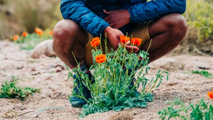 Plantas que resisten climas extremos; desde heladas hasta incendios