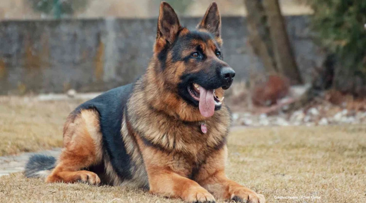 perro contagiado covid-19.jpg