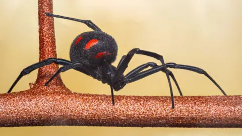 Araña viuda negra entre los animales más venenosos en México