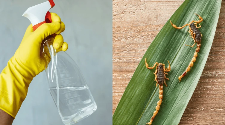 Remedios caseros efectivos para ahuyentar a los alacranes de tu casa.png