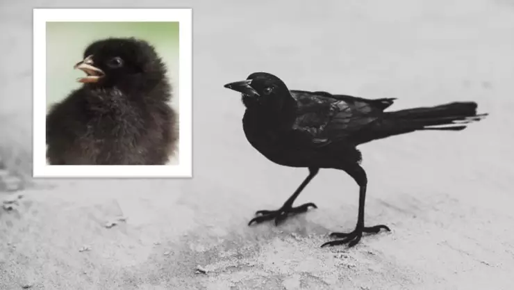 VIDEO - Final inesperado Confunden cuervo bebé con pollito negro
