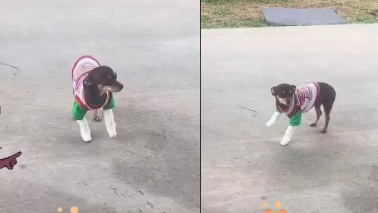 Perrita finge dolencia en pata.