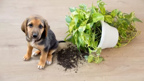 Plantas tóxicas para perros 