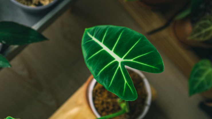 7 plantas de interior que purifican el aire de tu casa y son muy fáciles de cuidar