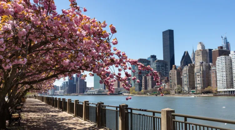 Árboles de cerezos en la isla Roosevelt en Nueva York.