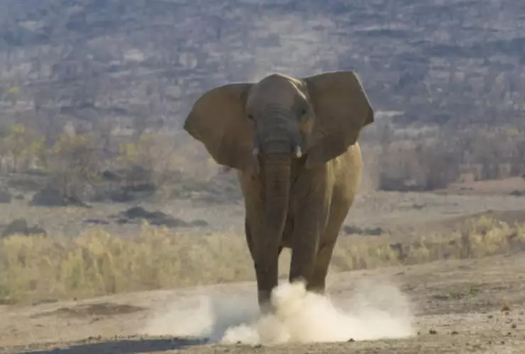 Elefante mata a mujer de 70 años y regresa a su funeral a atacar el cadáver en India.png