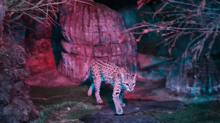 Científicos buscan salvar al ocelote de la extinción en Estados Unidos; esta es la manera en que buscan hacerlo