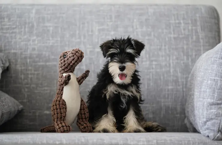 ¿Qué es y cómo funciona el test de Stanley Coren? El método para conocer el nivel de inteligencia de tu perrito