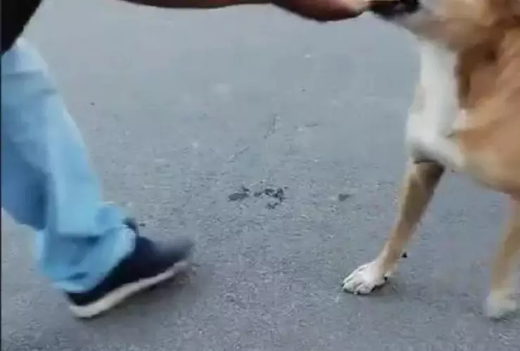 Perro pide pan a un vendedor y conmueve en redes sociales; video