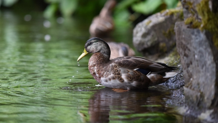 pato-australiano-groserias-humano