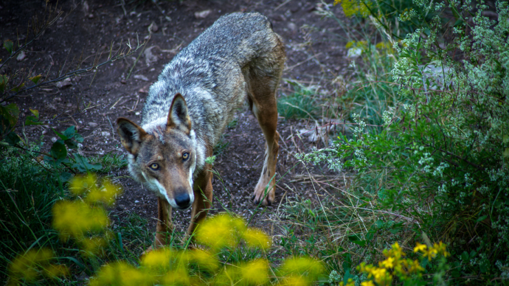 Un animal salvaje siembra terror en Nueva York