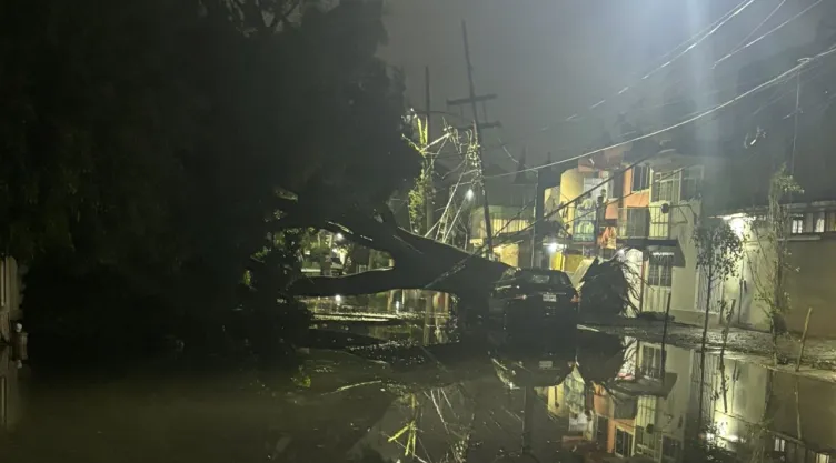 Árbol caído por las intensas lluvias en CDMX