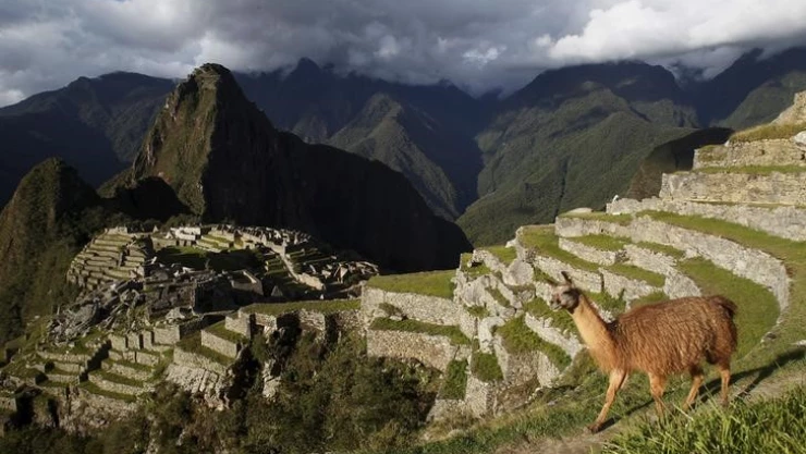 Imagen de archivo de una llama vista en la ciudadela de Machu Picchu, en el Cusco, Perú