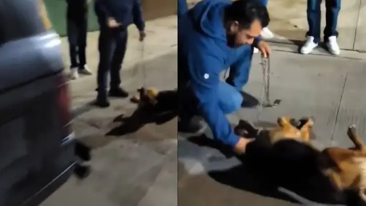 Maltrato-animal-en-Xalapa-Veracruz.jpg