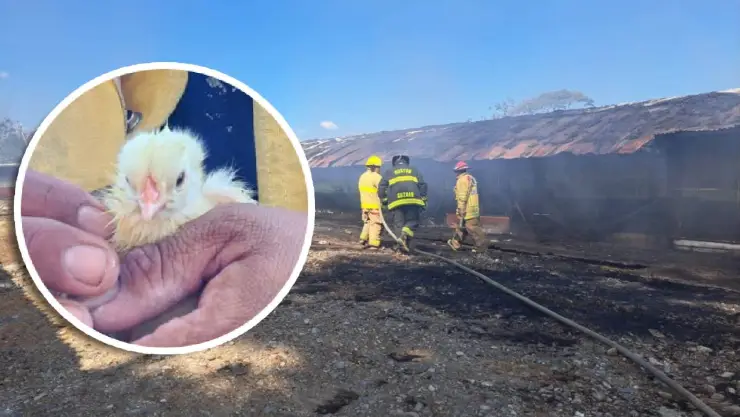 ‘Miles murieron calcinados’: Fuerte incendio consume granja de pollos en Veracruz