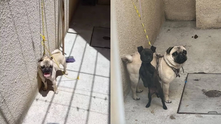 Maltrato-animal-en-Chalco