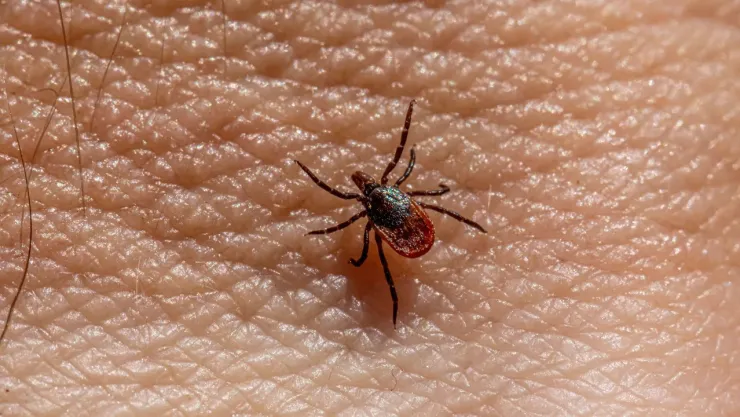 Primer caso de virus Bourbon confirmado en Nueva York
