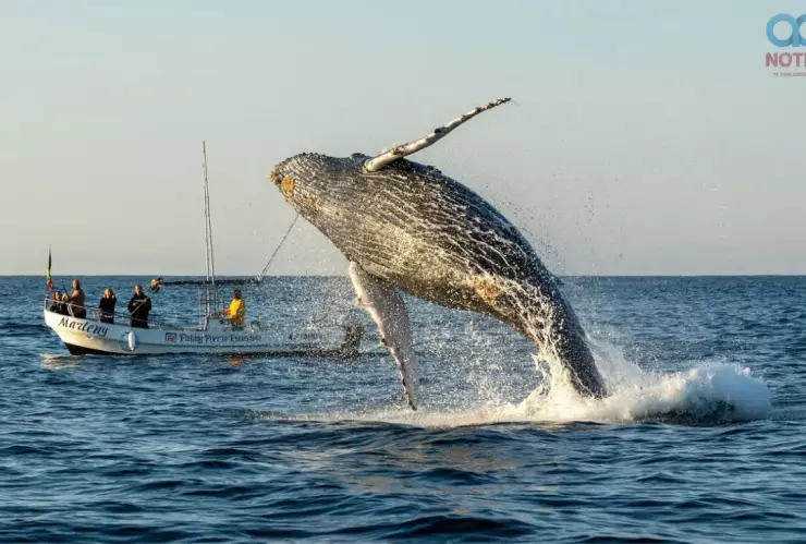 Avistamiento de ballenas en Oaxaca