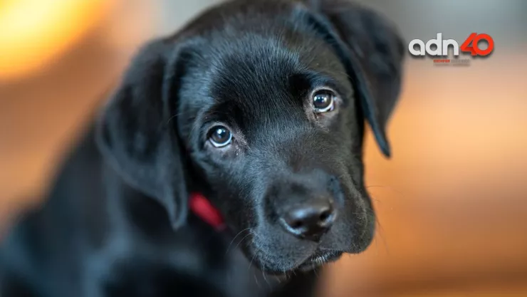 Perrito Guardián recibe disparo en la cadera