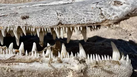 una vista de cerca de los colmillos del pez caimán