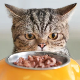 ¿Tu gato deja comida en el plato aunque tenga hambre? Un estudio apunta a una posible explicación