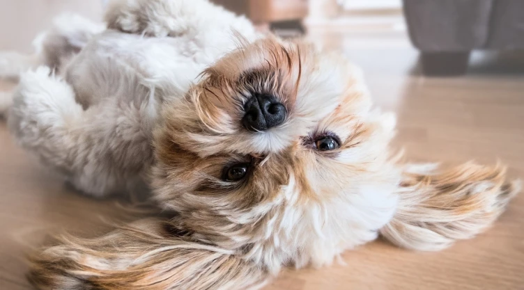 perrito-cuanto-cuesta.jpg