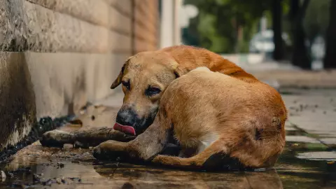 Compra un sillón usado y halla a perrita abandonada dentro