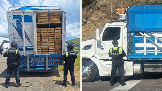 Recuperan camión con 12 toneladas de tomates robados en Silao, 7 de septiembre 2025.png