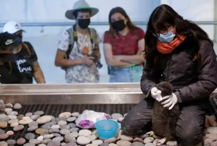 ¡El zoológico de Guadalajara recibe a una cría de pingüino Deli!