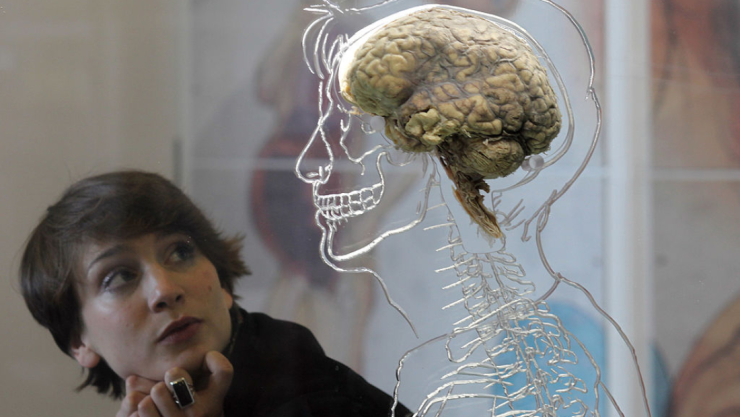 materia-gris-cerebro.jpg