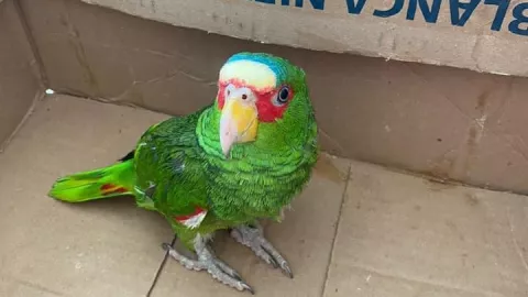 animales yucatan calor