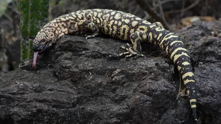 Lagarto Enchaquirado