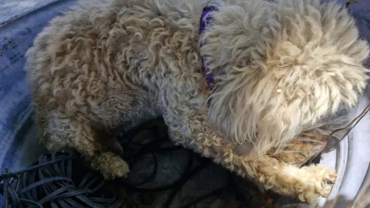 perrito