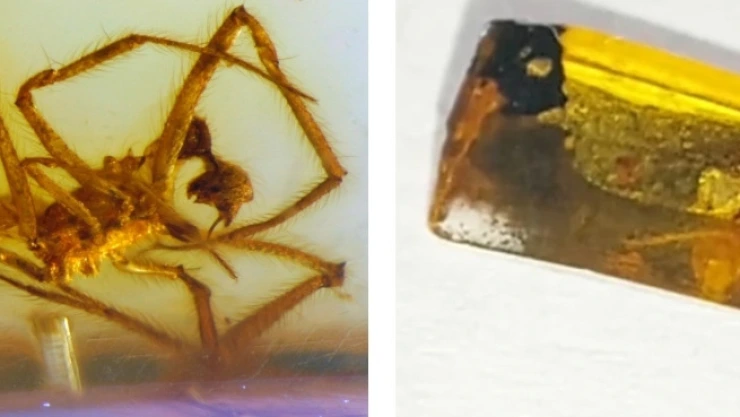 Descubren nueva especie de araña en ambar_.jpg