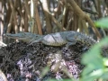 galerçia de fotos de los cocodrilos en Jalisco y Nayarit