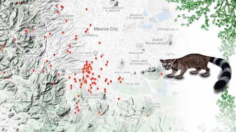 Presencia de cacomixtles en la CDMX